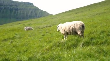 Faroese sheep graze on the green hills of Kalsoy Island. Amazing nature in Faroe Islands. Sunny day in summer. High quality 4k footage
