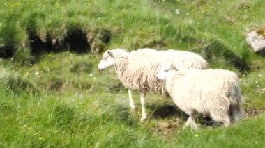 Faroese sheep graze on the green hills of Kalsoy Island. Amazing nature in Faroe Islands. Sunny day in summer. High quality 4k footage
