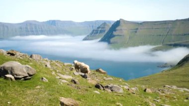 4K Beautiful view of the foggy Funningur valley with a couple of Faroese sheep. Amazing nature in Faroe Islands. Eysturoy Island, Faroe Islands. Gonguturur or Hvithamar. Sunny day in summer.