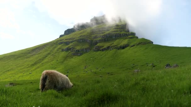 Faroese Sheep Graze Green Hills Kalsoy Island Amazing Nature Faroe — Video