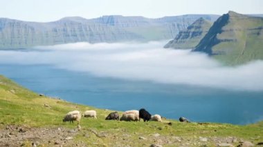 4K Beautiful view of the foggy Funningur valley with a couple of Faroese sheep. Amazing nature in Faroe Islands. Eysturoy Island, Faroe Islands. Gonguturur or Hvithamar. Sunny day in summer.
