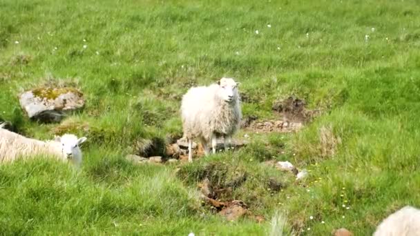 Faroese Sheep Graze Green Hills Kalsoy Island Amazing Nature Faroe — Stock videók