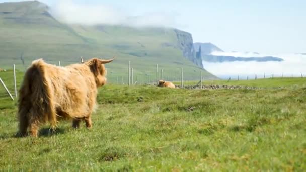 Stunning View Foggy Trollkonufingur Witches Finger Mountain Cow Eating Chewing — Stockvideo