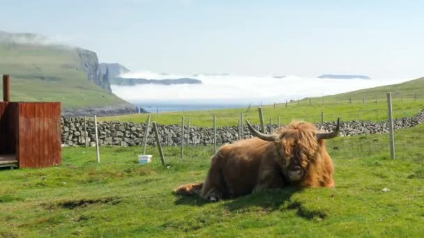 Stunning View Foggy Trollkonufingur Witches Finger Mountain Cow Eating Chewing — Video Stock