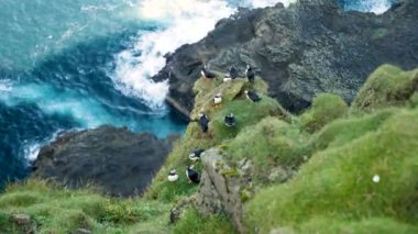 Mykines Adası, Faroe Adası 'ndaki martiniler. 4K Sinematik yakın çekim. Marffins Fratercula arktika yamaçta vahşi bir doğa. Yüksek kalite 4k görüntü.