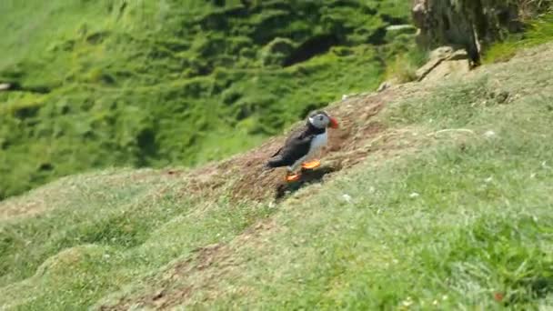 Faroe Adası Mykines Adası Nda Martı Sinematik Yakın Çekim Uçurumun — Stok video