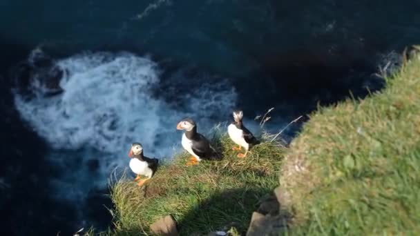 法罗群岛Mykines岛的Puffins 4K电影特写镜头 Puffins Fratercula在荒芜的悬崖上高质量的4K镜头 — 图库视频影像