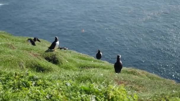 Puffins Mykines Island Faeröer Eiland Cinematic Close Beelden Puffins Fratercula — Stockvideo