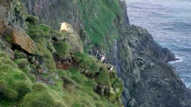 Mykines Adası, Faroe Adası 'ndaki martiniler. 4K Sinematik yakın çekim. Marffins Fratercula arktika yamaçta vahşi bir doğa. Yüksek kalite 4k görüntü.