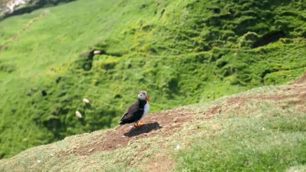 Puffin Mykines Island Faeröer Eiland Cinematic Close Beelden Een Puffin — Stockvideo