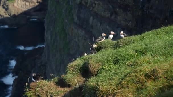 Puffins Mykines Island Faroe Island Cinematic Close Footage Puffins Fratercula — Stock Video