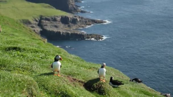 Puffiny Wyspie Mykines Wyspie Owczej Cinematic Zamknąć Materiał Puffiny Fratercula — Wideo stockowe