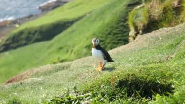 Faroe Adası, Mykines Adası 'nda martı. 4K Sinematik yakın çekim. Uçurumun tepesinde vahşi doğada bir martı fratercula arkktika. Yüksek kalite 4k görüntü.
