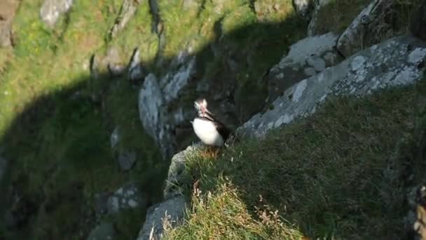 法罗岛Mykines岛上的Puffin4K电影特写镜头 一个叫Puffin Fratercula的动物在一个陡峭的悬崖上野外生活高质量的4K镜头 — 图库视频影像