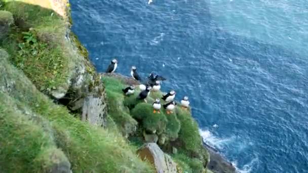 法罗群岛Mykines岛的Puffins 4K电影特写镜头 Puffins Fratercula在荒芜的悬崖上高质量的4K镜头 — 图库视频影像