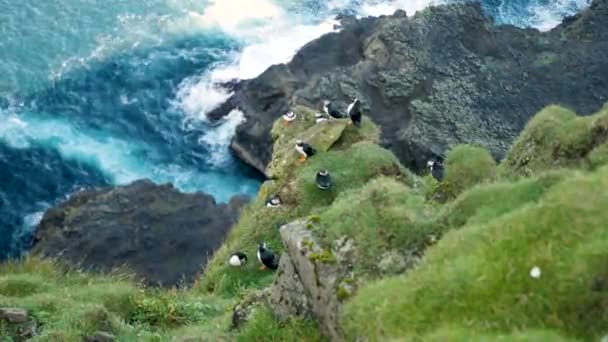 Puffins Mykines Island Faeröer Eiland Cinematic Close Beelden Puffins Fratercula — Stockvideo