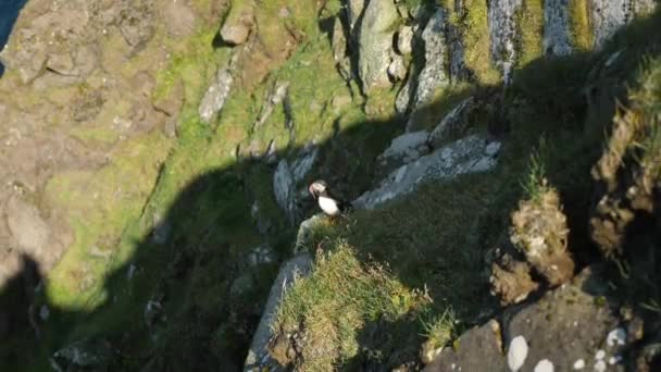 Puffin Mykines Island Faroe Island Cinematic Imagens Perto Puffin Fratercula — Vídeo de Stock