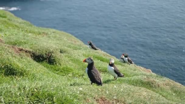 Puffins Mykines Island Färöarna Cinematic Närbild Puffins Fratercula Arctica Klippa — Stockvideo