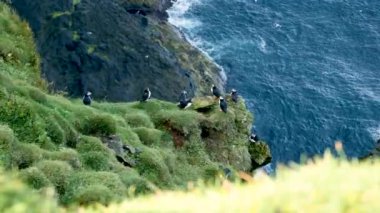 Mykines Adası, Faroe Adası 'ndaki martiniler. 4K Sinematik yakın çekim. Marffins Fratercula arktika yamaçta vahşi bir doğa. Yüksek kalite 4k görüntü.