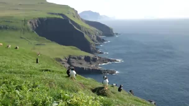 Puffins Mykines Island Faeröer Eiland Cinematic Close Beelden Puffins Fratercula — Stockvideo