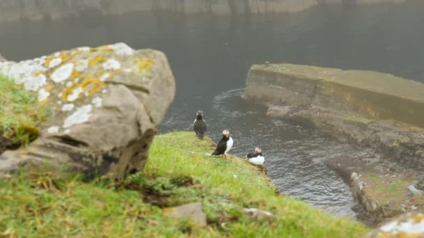 Паффины Острове Майкинес Фарерский Остров Кинематограф Крупным Планом Puffins Fratercula — стоковое видео