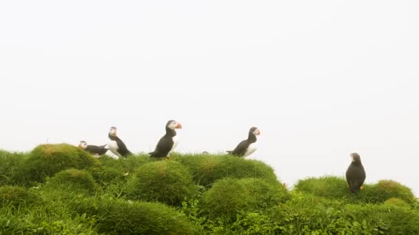 Паффины Острове Майкинес Фарерский Остров Кинематограф Крупным Планом Puffins Fratercula — стоковое видео