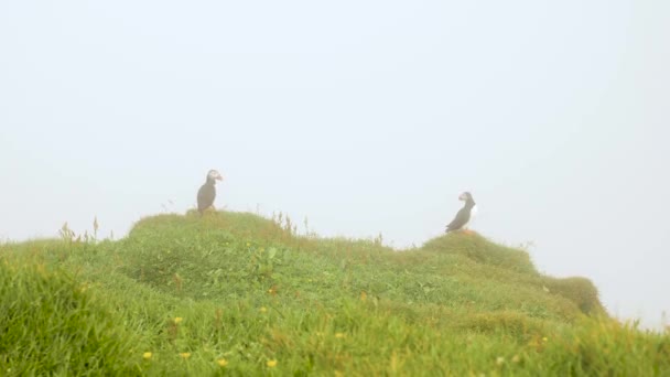 Puffins Mykines Island Faeröer Eiland Cinematic Close Beelden Puffins Fratercula — Stockvideo