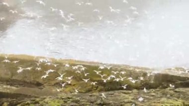 Faroe Adaları 'ndaki Mykines Adası' nda sisin içine uçan bir martı sürüsü. 4K Sinematik yakın çekim. Vahşi doğada bir uçurumun kenarındaki martılar. Yüksek kalite 4k görüntü.