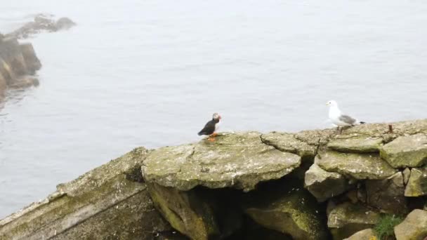 Puffin Seagull Seating Cliff Mykines Island Faroe Islands Cinematic Close — Stock Video