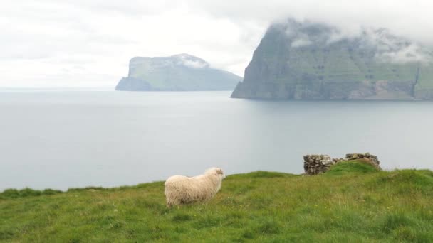 Ovelhas Faroenses Pastam Nas Colinas Verdes Ilha Kalsoy Natureza Incrível — Vídeo de Stock