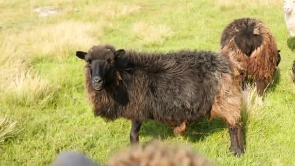 Zbliżenie Owce Wysp Owczych Pasą Się Zielonych Wzgórzach Wysp Owczych — Wideo stockowe