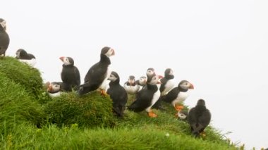Mykines Adası, Faroe Adası 'ndaki martiniler. 4K Sinematik yakın çekim. Marffins Fratercula arktika yamaçta vahşi bir doğa. Yüksek kalite 4k görüntü.