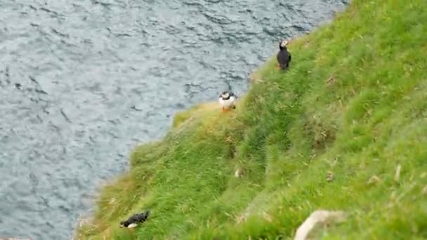 Puffins Mykines Island Faroe Island Cinematic Primer Plano Las Imágenes — Vídeo de stock