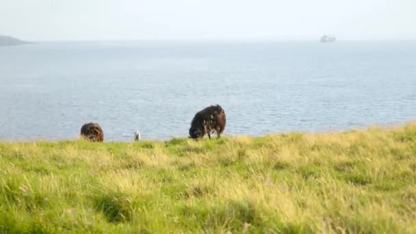 Les Moutons Féroïens Paissent Sur Les Collines Verdoyantes Des Îles — Video