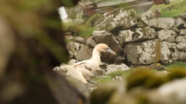 Albino Blanco Gran Cormorán Isla Mykines Isla Faroe Cinematic Primer — Vídeo de stock