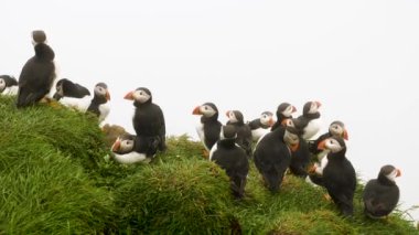 Mykines Adası, Faroe Adası 'ndaki martiniler. 4K Sinematik yakın çekim. Puffins Fratercula arktika bir uçurumda sisli bulutlu bir havada vahşi bir doğada. Yüksek kalite 4k görüntü.