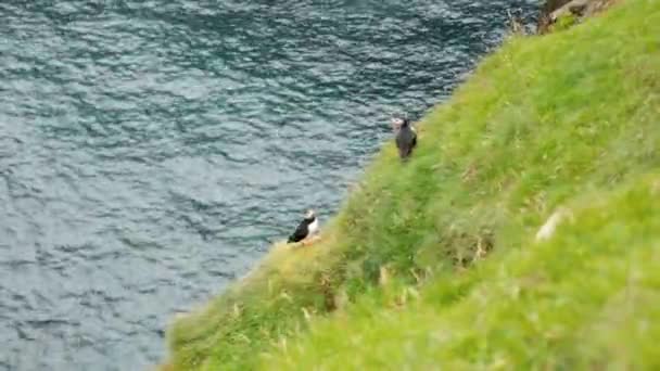 Puffins Mykines Island Faroe Island Cinematic Close Footage Puffins Fratercula — Stock Video