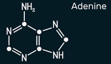 Adenine, Ade molekülü. DNA ve RNA 'daki genetik kodun temel birimi olan pürin nükleobazıdır. Koyu mavi arka planda iskelet kimyasal formül. Görüntü