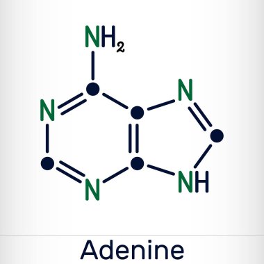 Adenine, Ade molekülü. DNA ve RNA 'daki genetik kodun temel birimi olan pürin nükleobazıdır. İskelet kimyasal formülü. Vektör illüstrasyonu