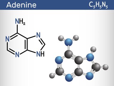 Adenine, Ade molekülü. DNA ve RNA 'daki genetik kodun temel birimi olan pürin nükleobazıdır. Yapısal kimyasal formül, molekül modeli. Vektör illüstrasyonu
