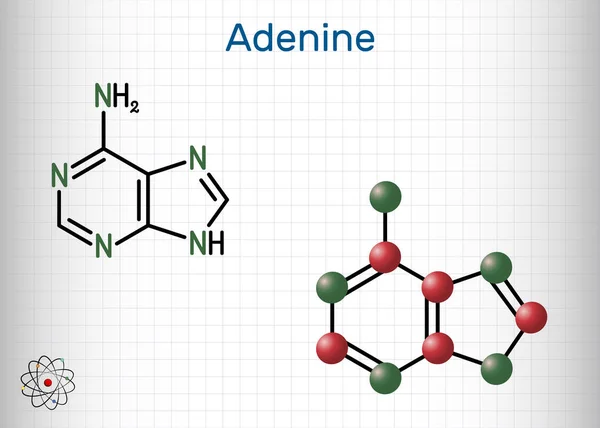 Adenin Ade Molekyle Det Purin Nukleobase Grundlæggende Enhed Den Genetiske – Stock-vektor