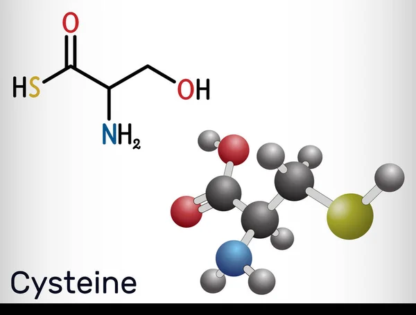 Cisteína Cys Molécula Proteinogénica Aminoácidos Fórmula Química Estructural Modelo Molecular — Vector de stock