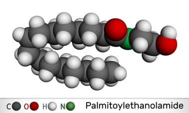 Palmitolitanolamid, palmitoil etanolamid, palmidrol, PEA molekülü. Endojen yağ asidi amidi, solunum viral enfeksiyonunun korunması için kullanılır. Moleküler model. 3 boyutlu görüntüleme. Görüntü