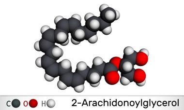 2-Arachidonoylgliserol, 2-AG molekülü. Omega-6 arachidonik asit ve gliserolden oluşan bir endokannabinoid. Moleküler model. 3 boyutlu görüntüleme. Görüntü