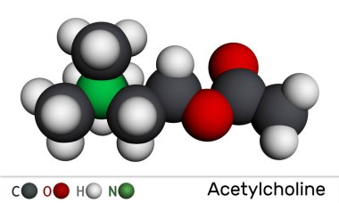 Asetilkolin, ACH molekülü. Parasimpatomimetik nörotransmiter, vazodilatör faktörü, hormon, insan metaboliti. Moleküler model. 3 boyutlu görüntüleme. Görüntü