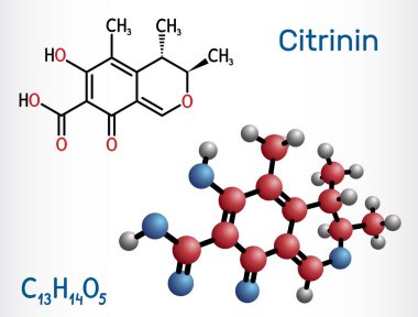 Citrinin molekülü. Penisilyum sitrinyumdan alınan antibiyotik ve mikotoksin. Yapısal kimyasal formül ve molekül modeli. Vektör illüstrasyonu