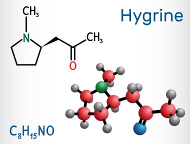 Hygrine pyrrolidine alkaloid molekülü. Kokain bitkisinin içinde bulunur. Yapısal kimyasal formül ve molekül modeli. Vektör illüstrasyonu