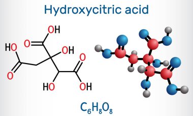 Hidroksisitrik asit, HCA molekülü. Sitrik asitin türevi, tropikal bitkiler Garcinia cambogia, Hibiscus sabdariffa 'da bulunur. Yapısal kimyasal formül, molekül modeli. Vektör illüstrasyonu