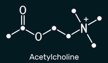 Asetilkolin, ACH molekülü. Parasimpatomimetik nörotransmiter, vazodilatör faktörü, hormon, insan metaboliti. Koyu mavi arka planda iskelet kimyasal formül. Görüntü