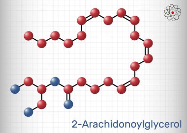 2-Arachidonoylglycerol, 2-AG molecule. It is an endocannabinoid, formed from omega-6 arachidonic acid and glycerol. Molecule model. Sheet of paper in a cage. Vector illustration clipart